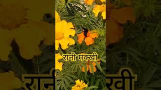 #makkhi #ranimakkhi #flowers #garden #shortsvideo #cute #viral #fly #housefly #animals #मधुमक्खी