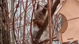 Как начинается утро в лесу 🌞🍁🍂🌳🌲🐾😋🌰🐿❤⛄#белка #белочка #animals #wildlife #лесныежители #squirrel