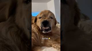 Golden Retrievers: The Goofiest Dogs Ever