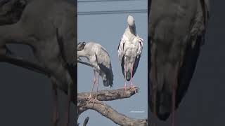 Beautiful Storks far away from me #stork #shortsfeed #shorts #storks #storkbird #beautiful #watch