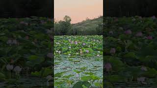 Село Быковка, пруд с лотосами, Белгородская область. Bykovka village, lotus pond, Belgorod region.