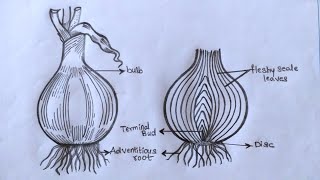 Drawing BULB // Pencil art 1/30 [ WATCH IN 2X SPEED ] #onion #botany #record #intermediate #zoology