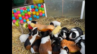 GUINEA PIGS and a colourful life