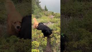 Newfoundland knocks me over, shows no remorse #goldenretriever #dogs #newfoundlanddog #alberta