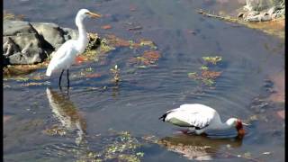 Moments in Nature Stork digging for food Letaba Bridge