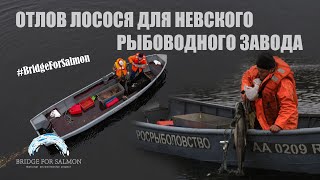 Отлов лосося для Невского рыбоводного завода // Bridge for Salmon