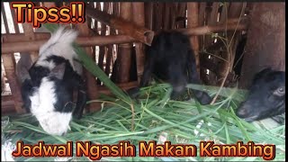 Tips ‼️ Jadwal makan kambing Setiap Hari// Peternak kambing ndeso