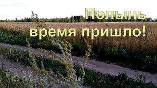 ✅ Полынь для абсента и не только. Когда собирать.