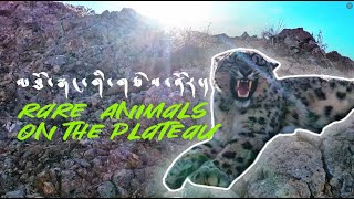 Rare Animals on the Plateau!