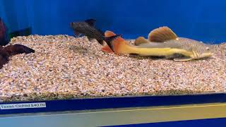 Huge Red Tail Catfish (Super Rare) one of the most expensive, Guess size?