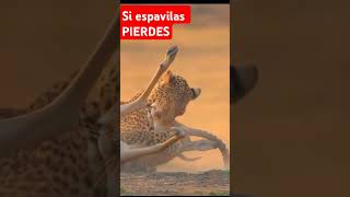 VENADO PIERDE TODO #animals #wildlife #animales #animales #sabiasque #curiosidadesdelanaturaleza