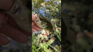 Just a little drop #fishing #catchandrelease #largemouthbass #creekfishing #shorts