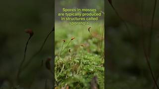 Moss ✨️ #biology #nature #moss