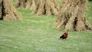 Palio delle Capre - Goat Race - Mendatica