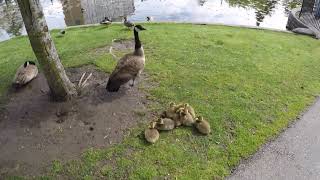 Being and witnessing what is around - Salish Park, Chilliwack, BC, May 2022