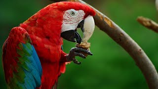 Parrots Visiting Home For Dinner Everyday