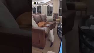 Funny and Soo Cute Cat Viral this Video Compilation_#short