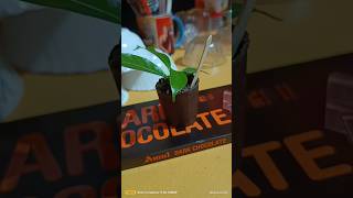 trending chocolate plant pot/chocolate recipe #chocolate #indian #viral