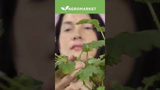 САДЖАНЦІ МАЛИНИ | Найкращі ремонтантні сорти з розплідників | Agro-Market.ua #shorts