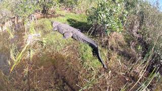 Sunbathing American Crocodile in the Everglades