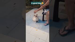 Grandpa shows how he feeds his cute dog. 😍😊😉