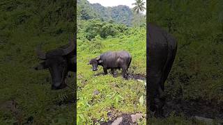 In the heart of the countryside, the water buffalo is a symbol of harmony with nature. 😍