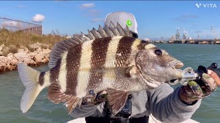 Massive Sheepshead - Mangroves All Day@Freeport Surfside Jetty.