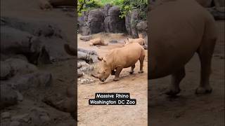 Cute Rhino 🦏 Washington DC Zoo