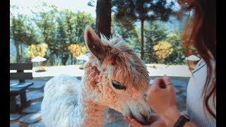 Feeding alpaca