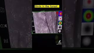 Use thermal monocular to see the bird in the night.