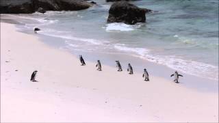 Penguins storm the beach in Simons Town, South Africa