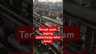 Gimana ini!!!harga pakan naik,harga telur turun