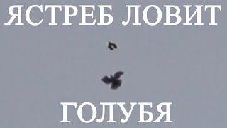 Ястреб утащил 18 голубей! Первый осенний запуск