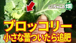 家庭菜園のブロッコリー、蕾がつくころに花蕾を大きくするための追肥しなきゃ！11/15