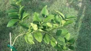 Lemon Fruit Tree Grown From Seed Flowering