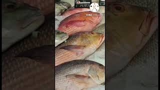 Different varieties of Fishes in SaudiArabia ||@Hira'sDigest