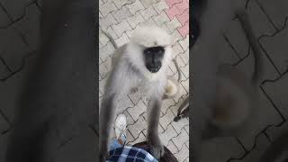 Do you like these monkey funny moments?