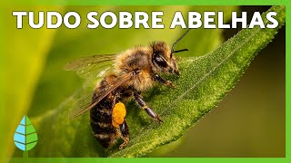 ABELHAS 🐝💛 (Ciclo de VIDA, Como fazem MEL e IMPORTÂNCIA)