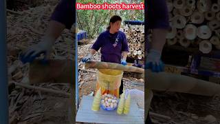 Bamboo shoot cultivation harvest easy and labor-saving trick! Easy to cut。  竹筍種植收成輕鬆省力絕招！簡單切割，鮮嫩可口