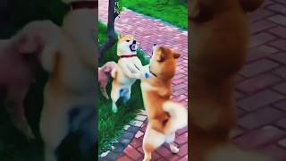 yah kya hua,dogs fight #dog#doglover#shorts#shorts#short#short#youtubeshorts#youtube