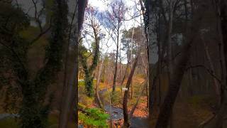 Platy Valley in Paphos area. The most stunning piece of a forest in Cyprus.