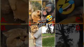 Funny Animal Videos 2022 - Funniest Cute Cats And Dogs Video #cat #shorts #animals #trending #tiktok