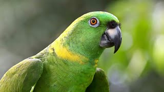 yellow naped amazon parrot for sale in india|all india delivery possible|yellow naped amazon parrot