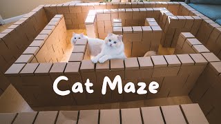 Celebrating My Cat's First Birthday - Giant Cat Maze Challenge | The Cat Butler