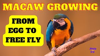 Macaw growing from egg to free fly 🦜 (2022) | Pets and Us