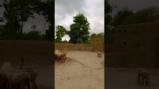 Pind , Village life Punjab Pakistan.       #villagelife #village #villagelifestyle