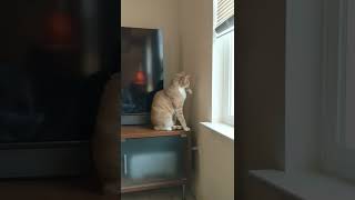 Cat vs. His Own Shadow #catvideos #shorts