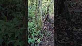 Walking through the Doi Pui jungle near Chiang Mai