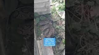 मुजफ्फरपुर में दिखा रसल वाइपर लोग अजगर समझने के कर रहे हैं भूल #snake_rescue_muzaffarpur