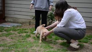 Baxter vs stairs!